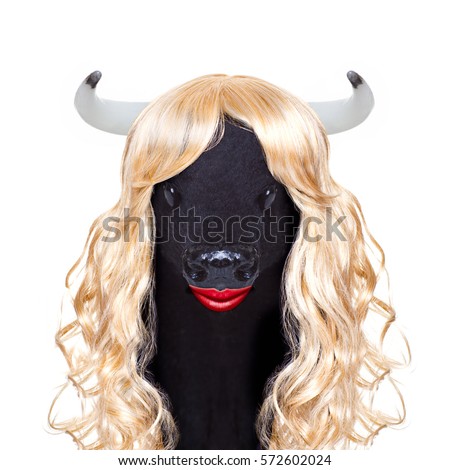 funny crazy silly calf cow or cattle wearing a blonde curly wig for mardi gras carnival or just for fun party, isolated on white background,