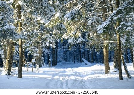 Winter fir forest landscape. Fir tree trunks and branches covered with snow.