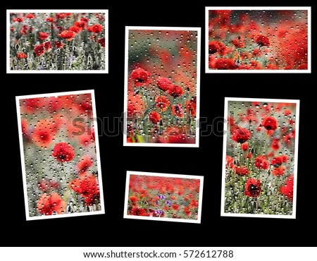 photo collage poppies with raindrops