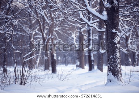 Winter oak forest landscape. Oak tree trunks and branches covered with snow.