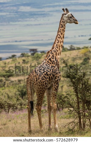 Beautiful view point to Serengeti plains with giraffe