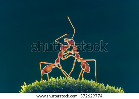 Ants or Oecoephylla smaradgina