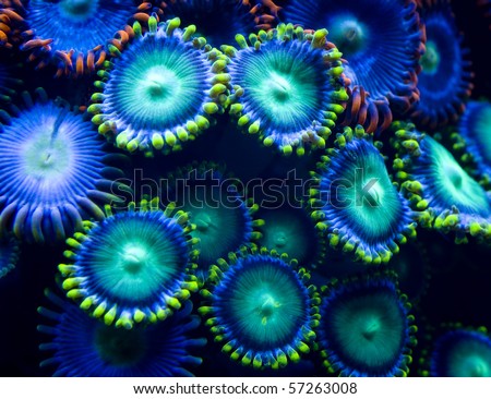This is a  colony of multi colored saltwater zoanthids.
