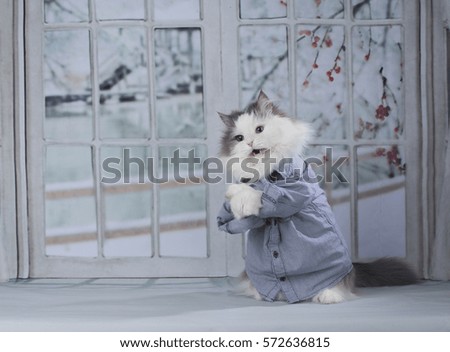 fluffy cat playing near the window in a country house