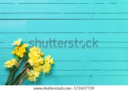 Yellow narcissus or daffodil flowers on aquamarine  wooden background. Selective focus. Place for text.
 Royalty-Free Stock Photo #572637739
