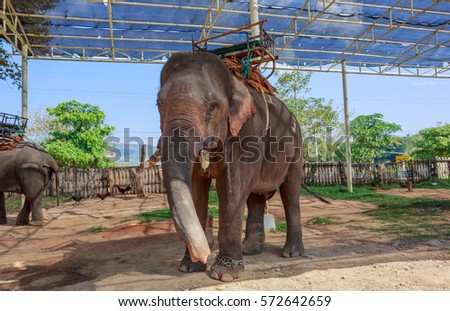 Elephant with howdah at elephants camp