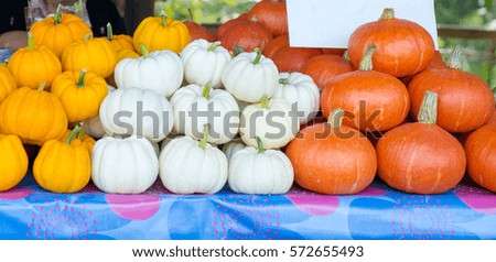 Orange pumpkins,mini small white and yellow pumpkins on display for sell