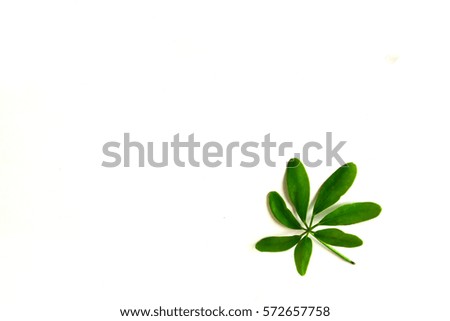 Fresh green foliage On a white background