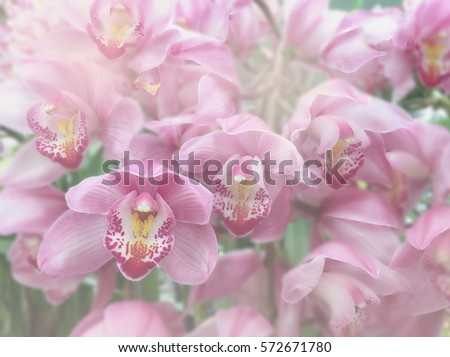 pink orchid flower made soft color effect horizontal background
