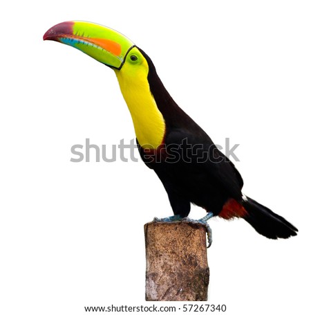 Keel Billed Toucan, from Central America. Isolated on White