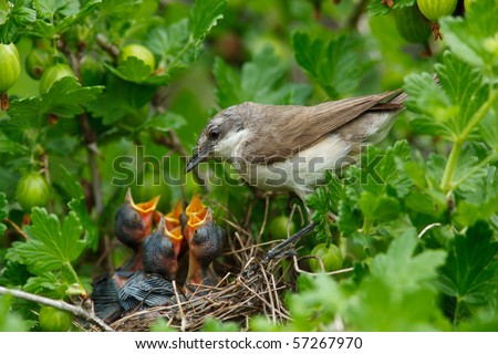 The nest of the Lesser Whitethroat (Sylvia curruca) in gooseberry bush. Royalty-Free Stock Photo #57267970