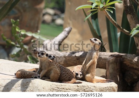 family of Meerkats standing on the rock 
