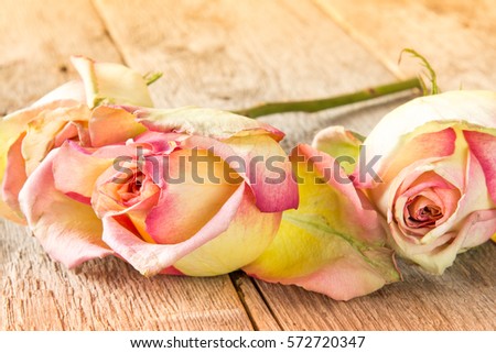  Close-up three old roses lying on the wooden background