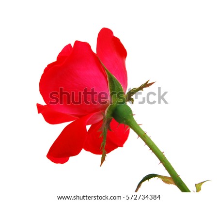 Red Rose Flower Isolated on White Background. Top View on Beautiful Red Rose Flower 