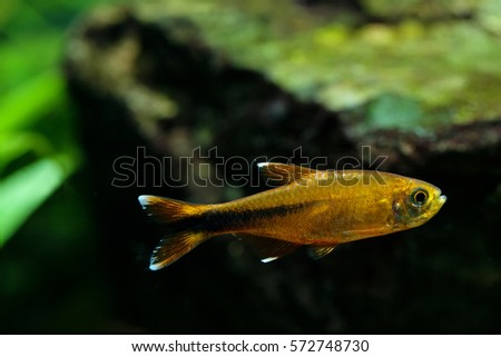 Aquarium fish Silver Tipped Tetra swimming freshwater aquarium tank photo