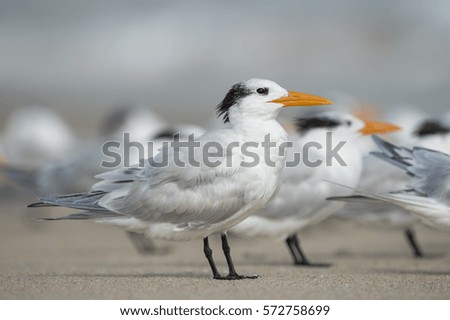 A flock of Royal Terns stand on a sandy beach on a soft sunny day.