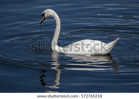 bird and swan