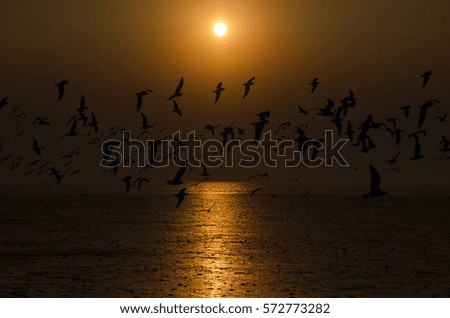 sunset and bird
