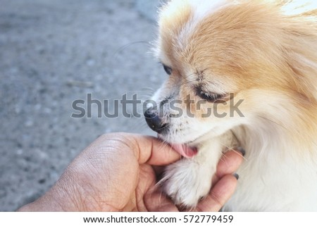 Chihuahua dog playing hand