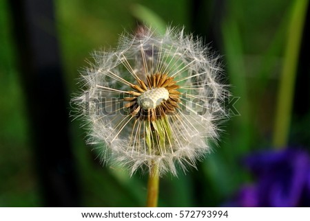 A dandelion flower head composed of numerous small florets.