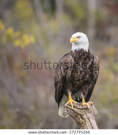 Bald Eagle Canadian Raptor Conservancy Vittoria, Ontario Canada