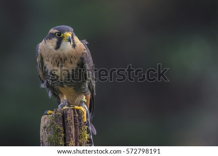 Aplomado Falcon Canadian Raptor Conservancy, Vittoria, Ontario, Canada