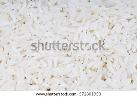 Rice background. Rice texture basmati long pattern, white raw uncooked rice closeup. Studio photo texture photography.