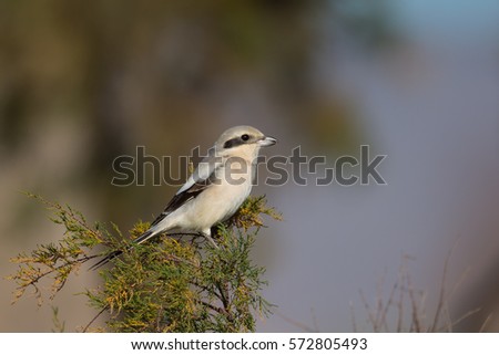 Steppe Grey Shrike (lanius meridionalis pallidirostis)  perched on a bush against a blurred natural background, Andalucia, Spain Royalty-Free Stock Photo #572805493