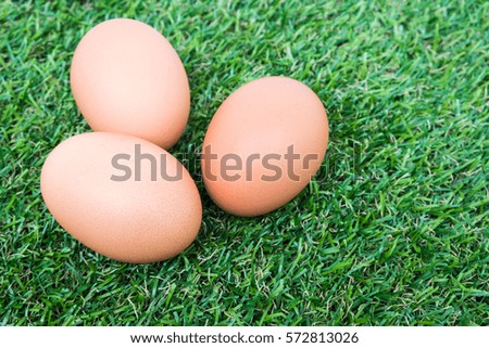 Eggs on grass