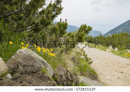 Mountain path, small pine tree and flowers. Location: Rila Mountain, Bulgaria