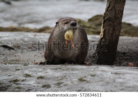 Otter and chicken