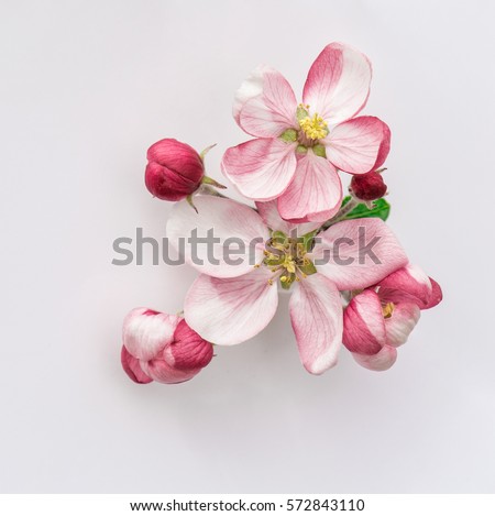 Spring flowers. Apple tree blossom with green leaves on grey background Royalty-Free Stock Photo #572843110