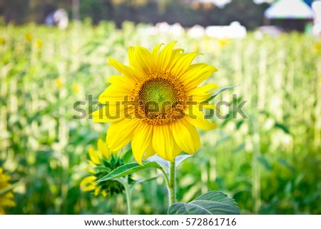 Field of sunflowers . Close up of sunflower against a field. Sunflowers have abundant health benefits.