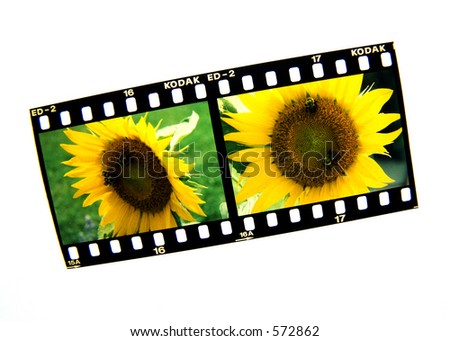 Slides of sunflower, on lightbox.