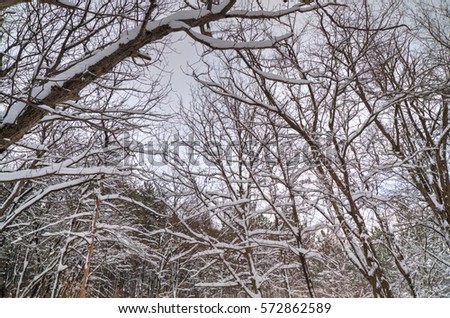 Beautiful winter background with trees covered with snow