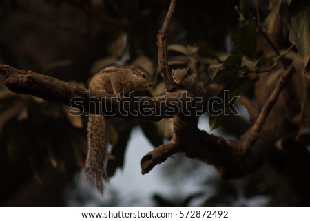 squirrel on branch  