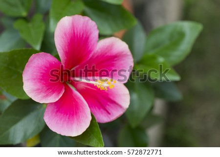 The Pollen of Hibiscus,  Hibiscus rosa-sinensis 