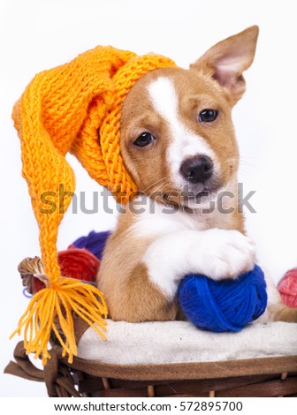 Puppy in a knitted cap and a ball of yarn