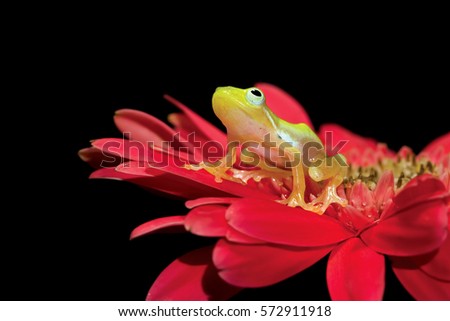 Golden glass frog on red frower with black background, Philautus vittiger tree frog, Indonesian Bubble-nest Frog