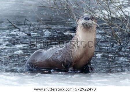 River otter sitting on the ice, California, Tulelake, Lower Klamath National Wildlife Refuge, Taken 01.17
