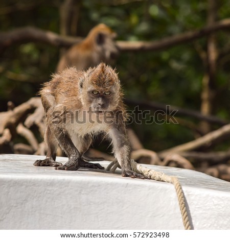 evil monkey on the edge of the boats