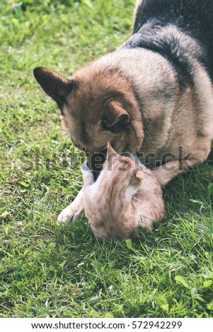 dog fighting domestic cat and playing in the green meadow - vintage look