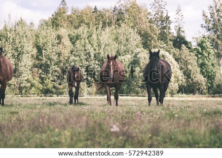 close-up shot of wild horses in the field - vintage look