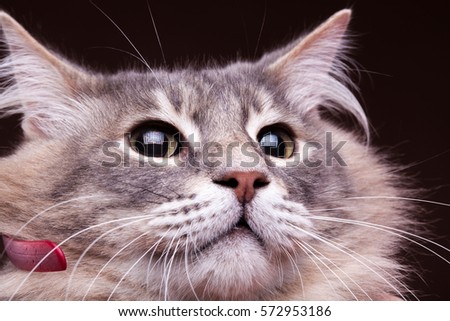 Close up photo of a cat. Studio photo