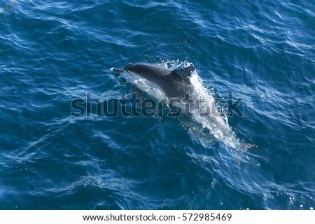 Dolphins jump in the Pacific ocean off the coast of Ventura, California