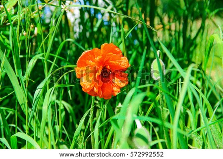 Blooming red poppies on green field in summer 