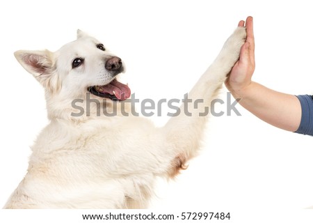 White swiss shepherd dog portrait facing the camera isolated on a white background giving a high five Royalty-Free Stock Photo #572997484