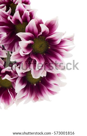 Delicate purple Aster on a white background in isolation. Flower for the holiday. Vertical picture. For corner decoration.