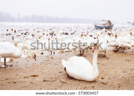 
Swans family in winter season on frozen ice river.