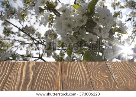 Top of wooden  table with white  cherry blossom tree  background .
